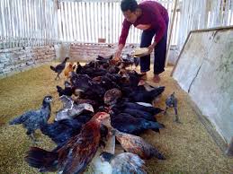 Pakan ayam petelur,cara membuat pakan ayam petelur,ayam petelur,ternak ayam petelur,petelor,berternak ayam petelur,ayam. Kabar Terbaru Cara Ayam Kampung Bertelur Setiap Hari Kabarterbaru Co