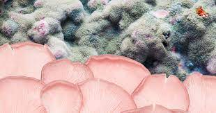 Extract the water, remove the moisture and you have stopped the mold from growing but you black mold manifestations are the production of allergens and irritants. Mold On Mushrooms Shroom Contamination Tips Doubleblind Mag