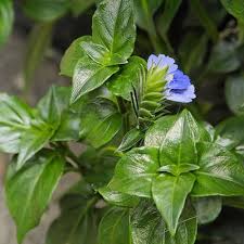 Image result for Rungia grandis