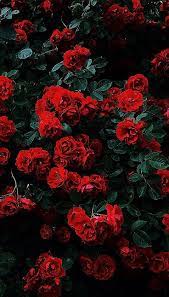 Rote rosen (2018) see more ». Rote Rosen Rosedrawingbackground Rosen Rote Flower Iphone Wallpaper Red Roses Wallpaper Flower Phone Wallpaper