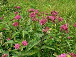 Image result for Asclepias