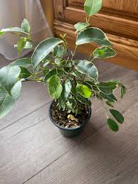 Image result for Ficus chirindensis