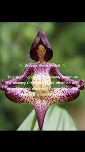 Monkey Orchids | TikTok