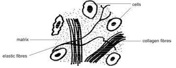 Under the microscope, tissue samples appear clear. 10 3 Human Cells And Tissues Biology Libretexts
