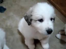 Find great pyrenees for sale on oodle classifieds. Lady S Puppies 6 Weeks Old Wells Providence Great Pyrenees Puppies Youtube