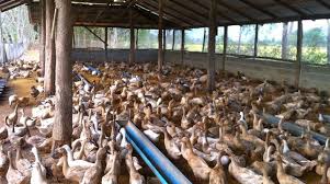 Kandang postal inilah tipe kandang bebek petelur yang sangat berbeda dengan tipe kandang baterai. Panduan Cara Ternak Bebek Petelur Untuk Pemula Forum Teropong