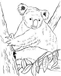 The best free koala coloring page images download from 202 free. Koala Bears Coloring Pages Coloring Home