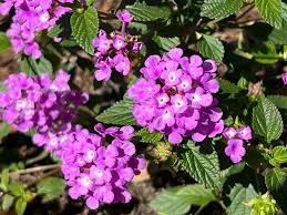 Image result for Lantana
