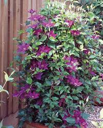 You should dig the hole large enough to accommodate the plant, with most recommendations suggesting at least a 2 foot (61 cm.) depth of soil amended with compost prior to planting. Clematis Tudor Patio Collection Hayloft