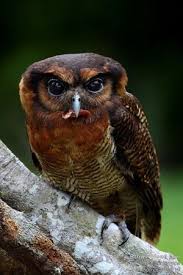 Birds Of Prey Wikipedia Indonesia Chouette Oiseau De Nuit Animaux Sauvages Image Animaux