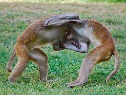 Monkey Fight | Young Monkeys Play Fighting. Corbett National… | Flickr