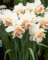 Daffodil Replete Daffodils Planting Bulbs Narcissus