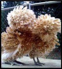 Smooth girls in buff, buff laced, and white over a gold laced frizzle boy. Buff Laced Bantam Polish Eggs Frizzle Smooth 6 Backyard Chickens Learn How To Raise Chickens