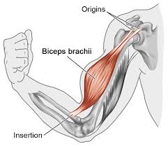 The term is sometimes restricted to the proximal part, from shoulder to elbow (the distal part is then called the forearm). Learn Muscle Names Weight Training Guide