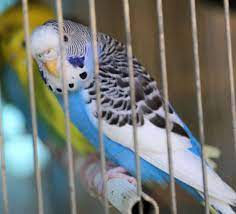 Flock to petco's bird shop for a variety of pet birds for sale and get ready to be serenaded by your feathered songster. Petco Parakeets 9 Things To Know Before You Buy Embora Pets