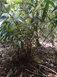 Image result for Calamus deerratus