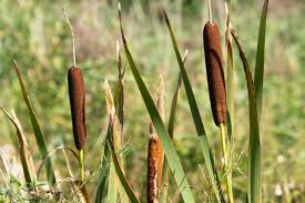 Image result for Kyphocarpa angustifolia