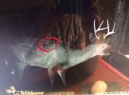 Bowhunting Shot Placement: Buck Confirms "No Man's Land" Exists - Big Deer