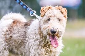 Image result for foxterier drsnosrstý