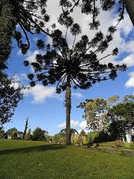 A pic with the owner to get you and idea of the size: Araucaria Angustifolia Wikiwand Beautiful Tree Types Of Soil Gymnosperm