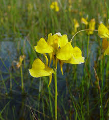 Image result for Utricularia tortilis