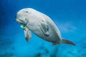 They can grow up to 3 m long, and can weigh up to about 300 kg. Dugong Mondberge