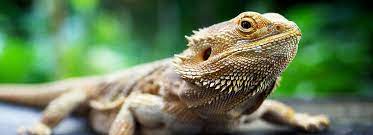 Maybe you would like to learn more about one of these? Bearded Dragons Care Facts Info Petsmart