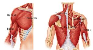 The muscles of the back can be divided in three main groups according to their anatomical position and function. Anatomy Of Upper Back Muscles