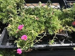 Image result for Portulaca foliosa