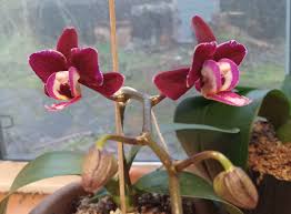 Image result for Eulophia clitellifera