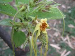 Image result for Strophanthus eminii