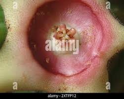 Image result for Huernia verekeri