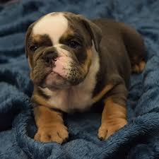 The english bulldog is an affectionate, loving companion breed with a sociable and sweet personality. Blue Tri Rare Color English Bulldog Puppy For Sale