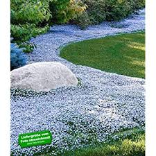 So here is my latest 3d project. Baldur Garten Winterharter Bodendecker Isotoma Blue Foot 3 Pflanzen Isotoma Fluviatilis Trittfest Blauer Bubikopf Gaudich Rasen Ersatz Amazon De Garten