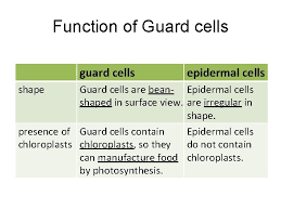 What is the role of guard cells? Nutrition In Plants Chapter 7 Learning Objectives State