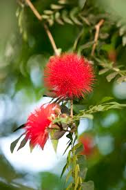 Image result for Calliandra haematocephala