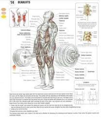 Deadlifting Exercises Deadliftexercises Deadlift