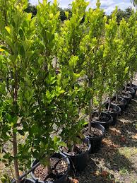 We did not find results for: Ficus Microcarpa Hillii Blerick Tree Farm