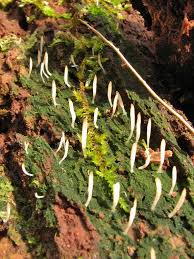 Image result for Multiclavula mucida