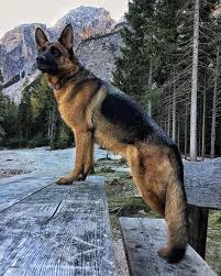 Introducing This Kind Of Tshirt Ideas Sorority For German Shepherds Appears To Be 100 Excellent Ne In 2020 German Shepherd Dogs Shepherd Dog German Shepherd