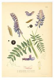 Image result for Vicia villosa