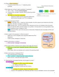 These channel proteins are responsible for bringing in ions and other small molecules into the cell. Dna To Gene To Protein To Trait Proteinwalls