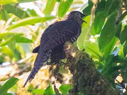 Image result for Aulacocalyx laxiflora