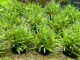 Image result for Blyxa aubertii