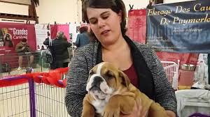 Spitz, cocker anglais, jack russel, berger des pyrénées, berger de beauce, siberian husky et bien d'autres. Le Salon Des Chiots A Bordeaux Youtube