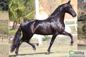 VAPOR JEA | CAVALOS MANGALARGA MARCHADOR | REVISTA RAÇA MARCHADOR