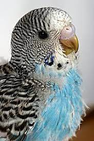 Pin Feather Wikipedia