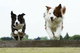 22 Healthiest Dog Breeds Dogs With The Least Health Problems And Long Lifespans