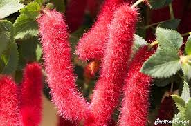 Mudas Ornamentais e Arbustos - Frutabella