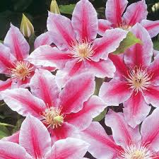 Free flowering over a long period. Clematis John Paul Ii Schnell Und Gunstig Online Kaufen Meingartenshop